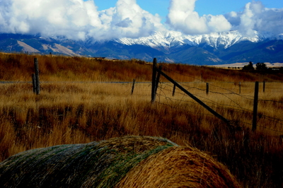 our backyard