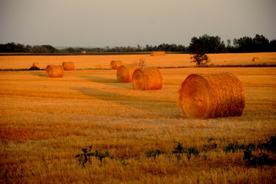 We are excited to go "gather in the harvest" once again!