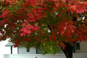 The beautiful autumn colors!